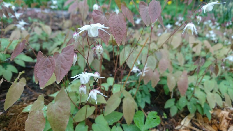 Epimedium grandiflorum 'Elfenkönigin' Эпимедиум крупноцветковый